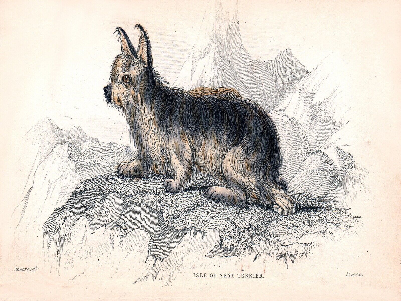 10790.Decor Poster.Room wall.Interior Art design.Skye Terrier dog illustration