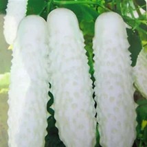 20Pcs White Cucumber Seeds Cucumis Sativus Vegetable Fruit Plant Garden Fresh US - $11.89