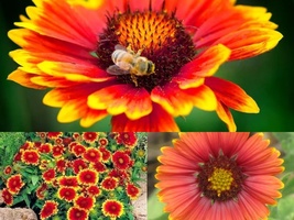 201+INDIAN Blanket Flower Annual Native Wildflower Drought Heat Seeds Container - £10.35 GBP