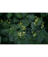 300 HUACATAY SEEDS BLACK MINT Peruvian Medicinal &amp; Culinary Herb Tagetes... - $12.00