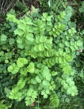 60+ Salad Burnet Sanquisorba Minor Herb Non Gmo Open Pollinat - $6.00