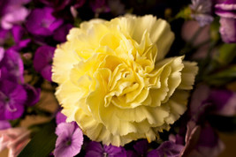 50 Yellow Carnation Dainthus Caryophyllus Grenadin Flower Seeds   - £13.37 GBP