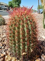California Red Barrel Cactus Seeds Ferocactus Cylindraceus (25 1000 seeds) - $6.30