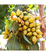Pistachio Tree Seeds  Pistacia Vera Green Nut Perennial Seed 2025 Fast  - $13.95