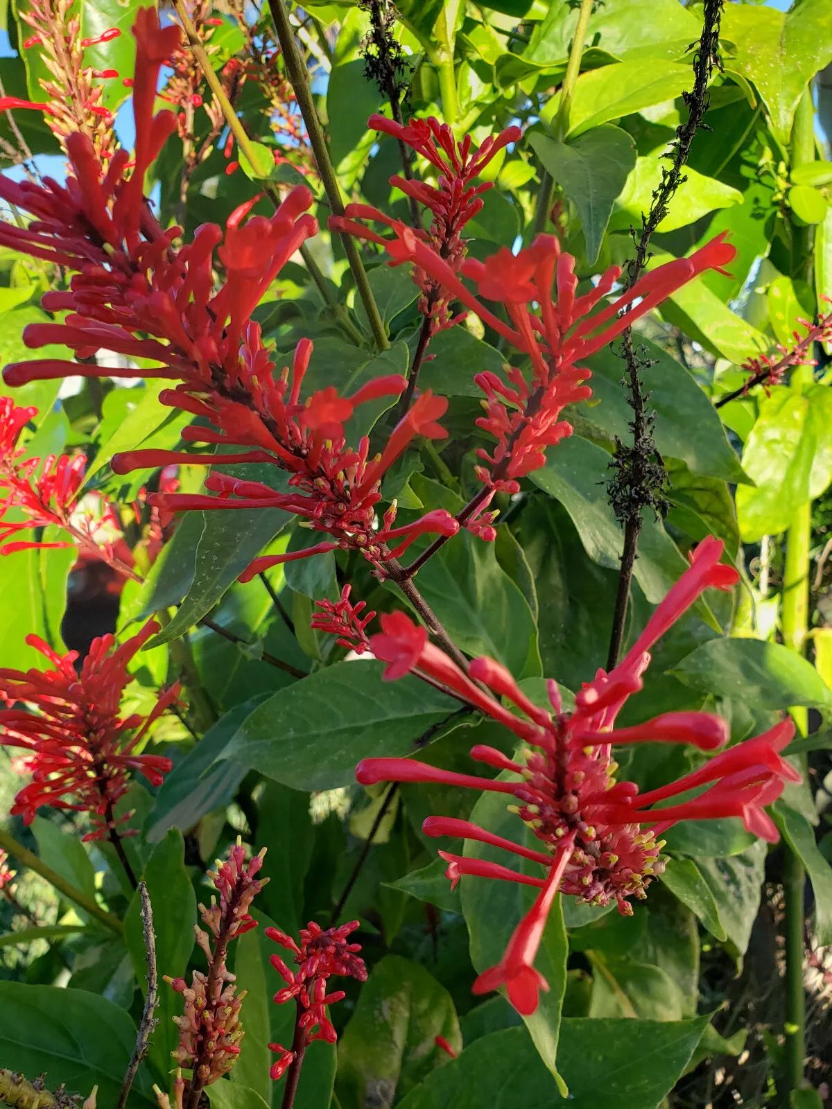 Red Odontonema Cuspidatum Firespike Cardinal’s Guard - Rooted Starter Po... - £20.87 GBP