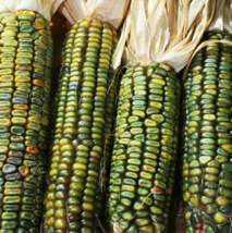30 Pcs Oaxacan Green Dent Ornamental Corn Seeds #MNTS - £6.29 GBP
