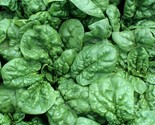 Spinach Seeds Bloomsdale 100 Vegetable Garden Leafy Greens Salad Fast Sh... - $8.99