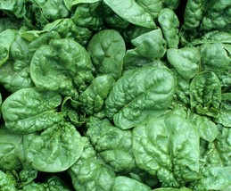 Spinach Seeds Bloomsdale 100 Vegetable Garden Leafy Greens Salad Fast Shipping - £7.16 GBP