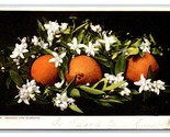 Oranges and Blossoms UNP Detroit Publishing UDB Postcard K17 - $3.91