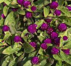 Dwarf Gomphrena Globosa Seeds for Charming 25cm Plants, 200 SEEDS D - £14.77 GBP