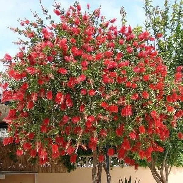 Bottlebrush Tree Live Plants Callistemon Citrinus Red Cluster Vibrant 3 ... - £30.25 GBP