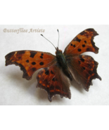 Real Eastern Comma Polygonia Comma Butterfly Framed Entomology Shadowbox - $54.99