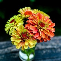 Zinnia Seeds - Queen Lime Orange, 25 Seeds Per Packet From USA - $10.90