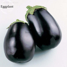 100 Seeds Aubergine Black Egg Plant Vegetables Organic Vegetables Garden - $3.44