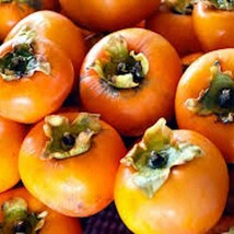 50 American Persimmon Tree Seeds Diospyros Virginiana Organic Fruit Drou... - £23.97 GBP