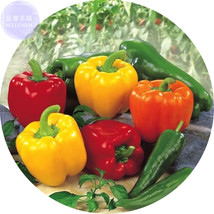 Sweet Bell Pepper Mixed Seeds 30 Seeds Organic Yellow Orange Red Green Mixed Fre - £7.50 GBP