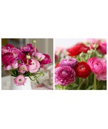 New 30 Ranunculus asiaticus Tecolote &#39;Very Berry&#39; Persian Buttercup Flow... - $73.99