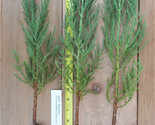 Giant Sequoia Trees- Sequoiadendron giganteum - 12 - 18 Inch Potted Seed... - $21.73+