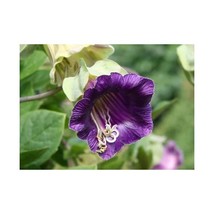 Premier Seeds Direct COB01 Cobaea Violet Cup and Saucer Plant Finest Seeds (Pack - £6.39 GBP