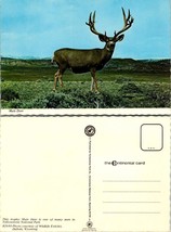 Wyoming Yellowstone National Park Mule Deer Big Rack Antlers VTG Postcard - £7.49 GBP