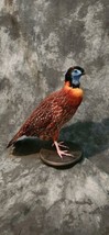 Temminick tragopan Pheasant Taxidermy Mount Bird Gamebird Feathers Exotic - £677.89 GBP