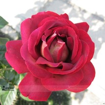 US Seller 50 Seeds Large Dark Red Rose Flower Seeds Strong Fragrant Flower - $9.99