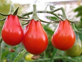 50 Seeds Red Pear Tomato R API D Growth Heirloom Perfect Home Gardens - $8.35