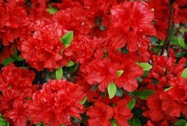 Deciduous Azalea Rhododendron Girard Hotshot Small Rooted Starter Plant - £36.43 GBP