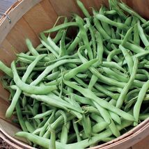 Fresh 25 Organic Provider Bush Green Bean Seeds  - $3.31