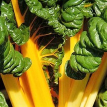 New Fresh Seeds 40 Yellow Canary Swiss Chard Beta Vulgaris Perpetual Spinach Veg - £11.37 GBP