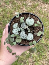 String of Hearts, Ceropegia woodii, in a 4 inch Pot - £13.12 GBP