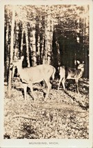 Munising Michigan Cervo Vero Foto 1937 Timbro Postale Cartolina - £6.13 GBP