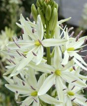 30 Seeds Camas Bold White Perennial Flower - £13.84 GBP