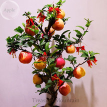 Heirloom Indoor Bonsai Red Apple Tree, 10 Seeds, edible ornamental fruits TS232T - £5.41 GBP