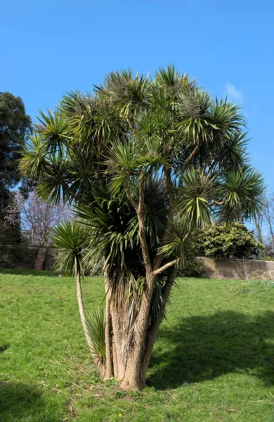 Top Seller 50 Cabbage Palm Giant Dracaena Australis Cordyline Tree House... - £11.48 GBP