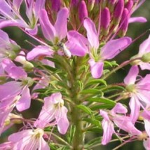 Rocky Mountain Beeplant Seeds Cleome Serrulata 20 Seeds US Seller Fast Shipping - £11.54 GBP