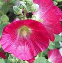 25 Bright Hot Pink Hollyhock Alcea Rosea Flower - £13.63 GBP