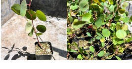 Live Plant Eucalyptus ‘Silver Dollar’ Pulverulenta  in 3.5 inch Pot Root... - $41.99