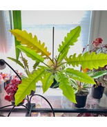 Philodendron Golden Crocodile Ring Of Fire Golden Starter Plant 2 Plants... - $63.00