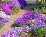 Rock Cress Hummingbird Mix Ground Cover Deer Resistant Bees 1000 Seeds Ts - $6.58