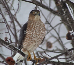 Cooper&#39;s Hawk in Tree Looking Straight Ahead - 8x10 Framed Photograph - $25.00