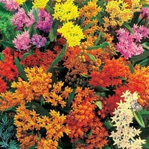 Grow In US 10_Seeds Asclepias tuberosa Gay Butterflies - £14.30 GBP