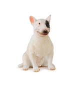 CollectA Bull Terrier Figure (Medium) - Female - £15.30 GBP