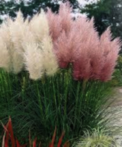 100 Mixed Ornamental White & Pink Pampas  (Cortaderia Selloana)  Grass Seeds - $3.95