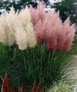 100 Mixed Ornamental White &amp; Pink Pampas  (Cortaderia Selloana)  Grass S... - $3.95