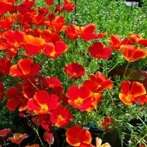 Red Chief California Poppys Non-Gmo Grow 200 Seeds for Garden - £3.73 GBP