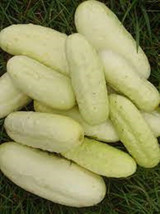 25 Seeds Boothby Blond Cucumber Planting Easy To Grow Garden Fresh USA Shipping - $9.89