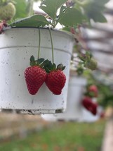 Strawberry seeds - 100 seeds -code 029 - $4.99