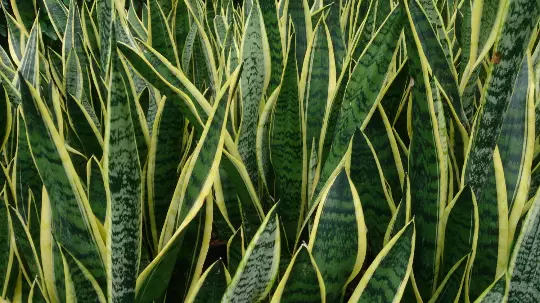 Rooted Sansevieria Draceana Snake Plant Mother in Law&#39;s Tongue - Air Pur... - $16.00