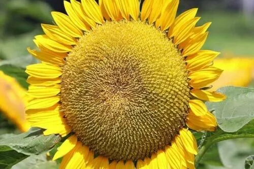 Kong Sunflower 25 Flowers Flower Perennial Fresh Seeds for Planting - £14.08 GBP